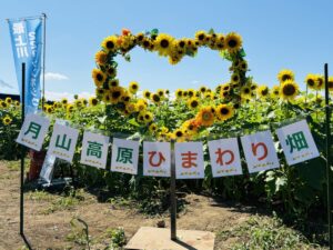 山形インフォメーション | 元気 ひまわり｢月山高原｣で咲き誇る 鶴岡市