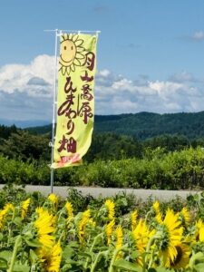 山形インフォメーション | 元気 ひまわり｢月山高原｣で咲き誇る 鶴岡市