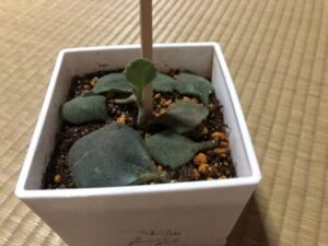 山形インフォメーション|我が家の 可愛いミロティ 再生 フォーチュンヒーリング 鶴岡市