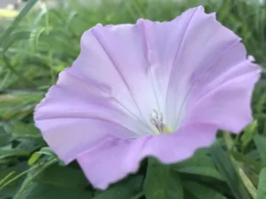 山形インフォメーション|秋の始まり告げる一輪は朝の「ひるがお」