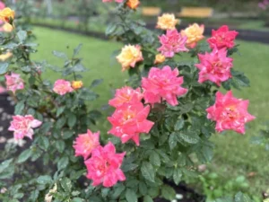 山形インフォメーション | 愛の時間 バラ祭り 東沢バラ公園 村山市