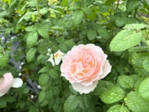 山形インフォメーション | 愛の時間 バラ祭り 東沢バラ公園 村山市