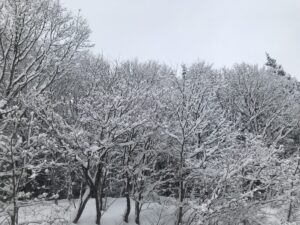 山形インフォメーション|神秘で静寂な雪の森 鶴岡市羽黒 手向(とうげ)地区 オラクルカード占い もみほぐし