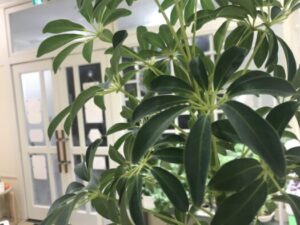 山形インフォメーション|人間関係を円くする真面目な「カポック