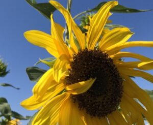 山形インフォメーション | 太陽の記憶。大切な時間を ひだまりの中に包み込んで。