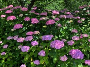 山形インフォメーション | 色鮮やかな 紫陽花に囲まれて 心癒される時間